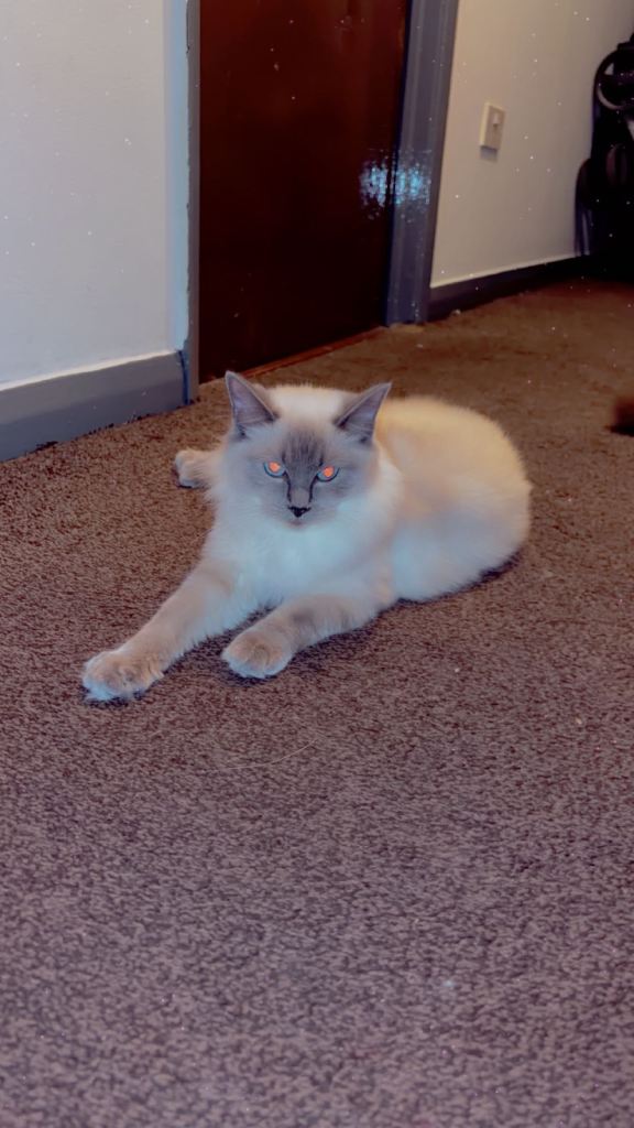 Male and female ragdolls