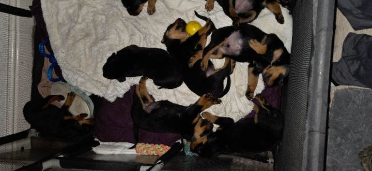 Rottweiler pups 