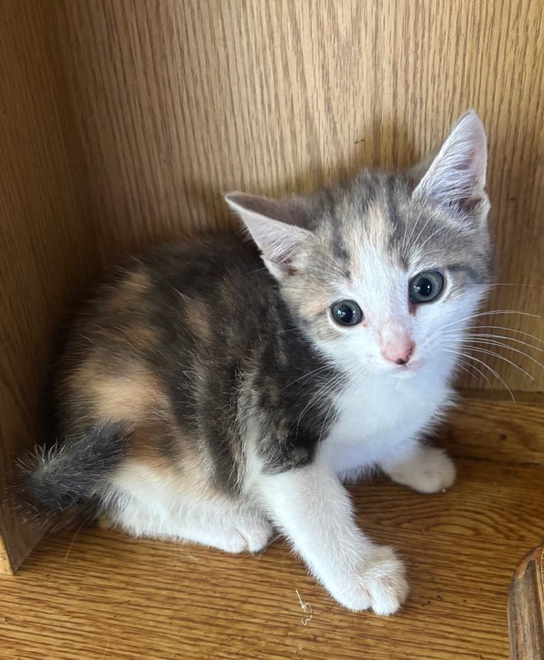 Beautiful kittens ready now 