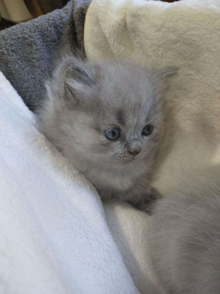 British blue kitten