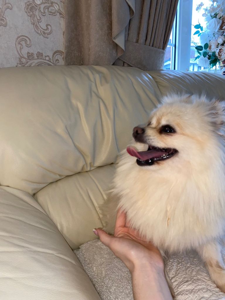 Beautiful Pomeranian girl for sale