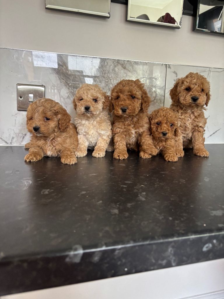 🐶Outstanding maltipoo puppies (toy poodle)🐶