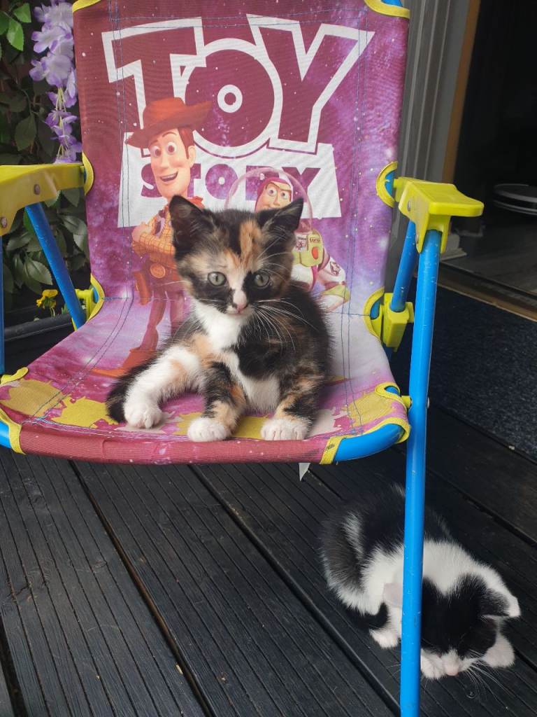 Rare Kittens looking for forever home