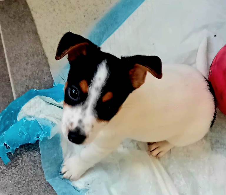 Jack russell puppies 