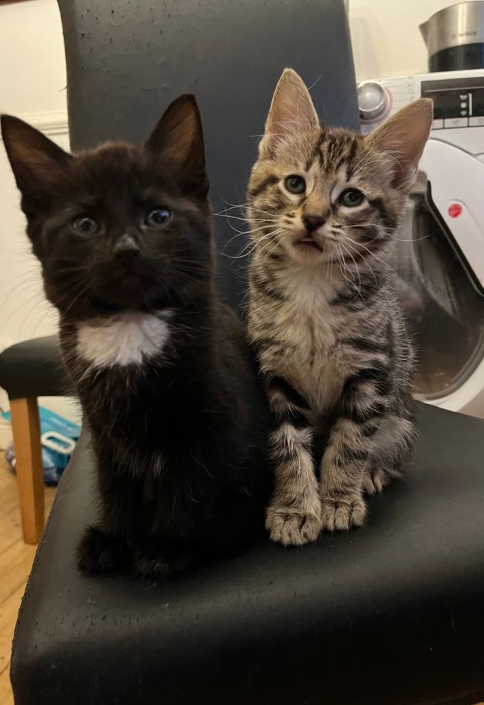  Beautiful kittens 