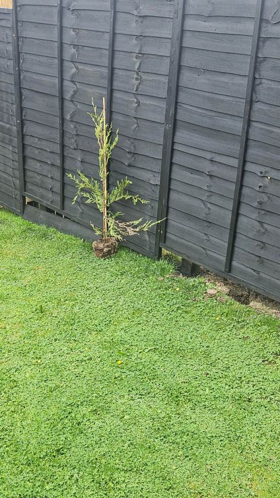 3ft - 4ft Conifer trees 