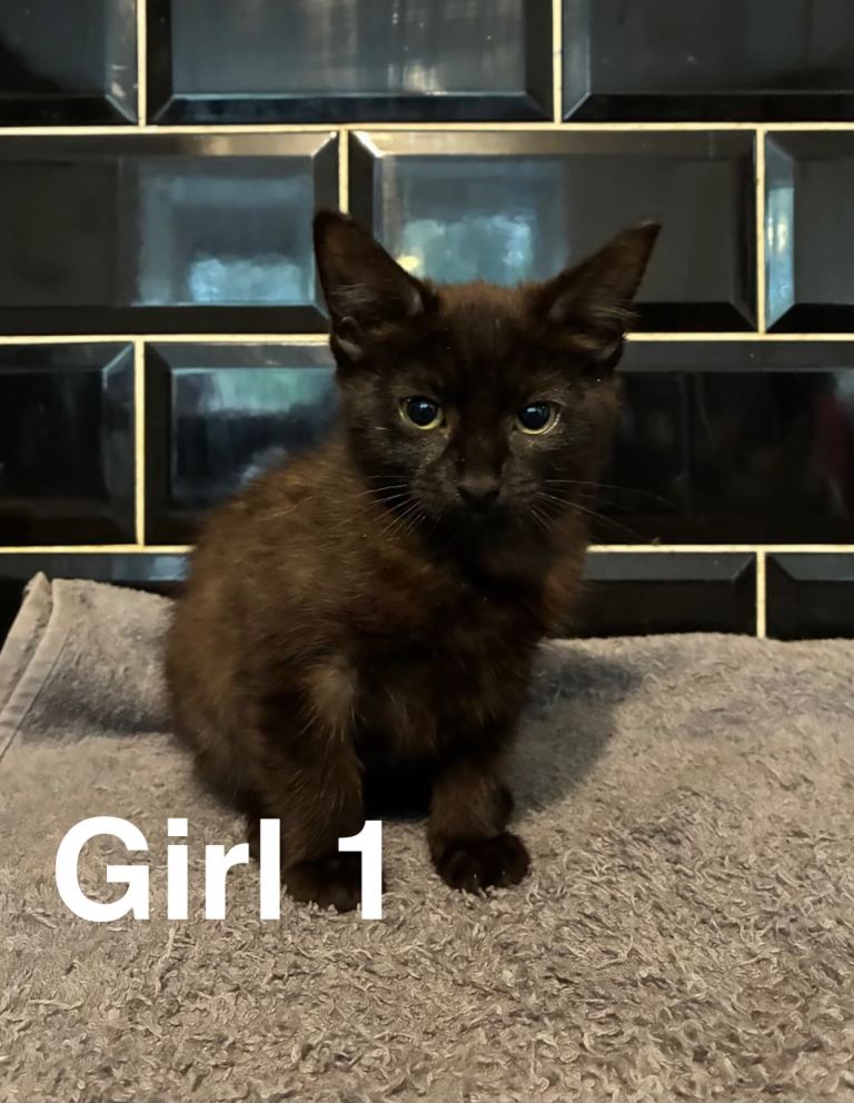 Female Kitten for sale