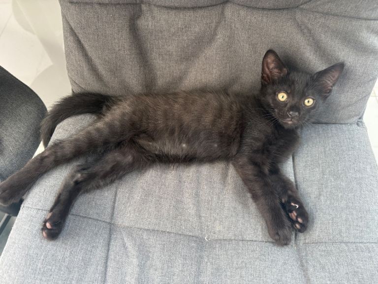 1 playful kitten boy