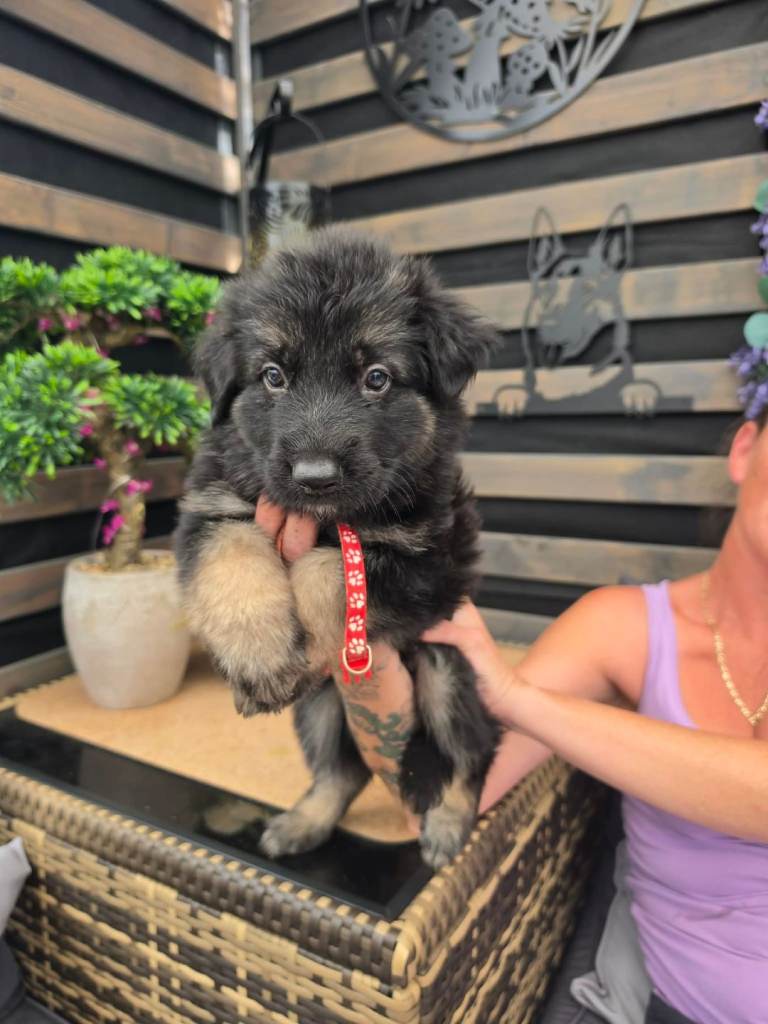 German shepherd puppies 