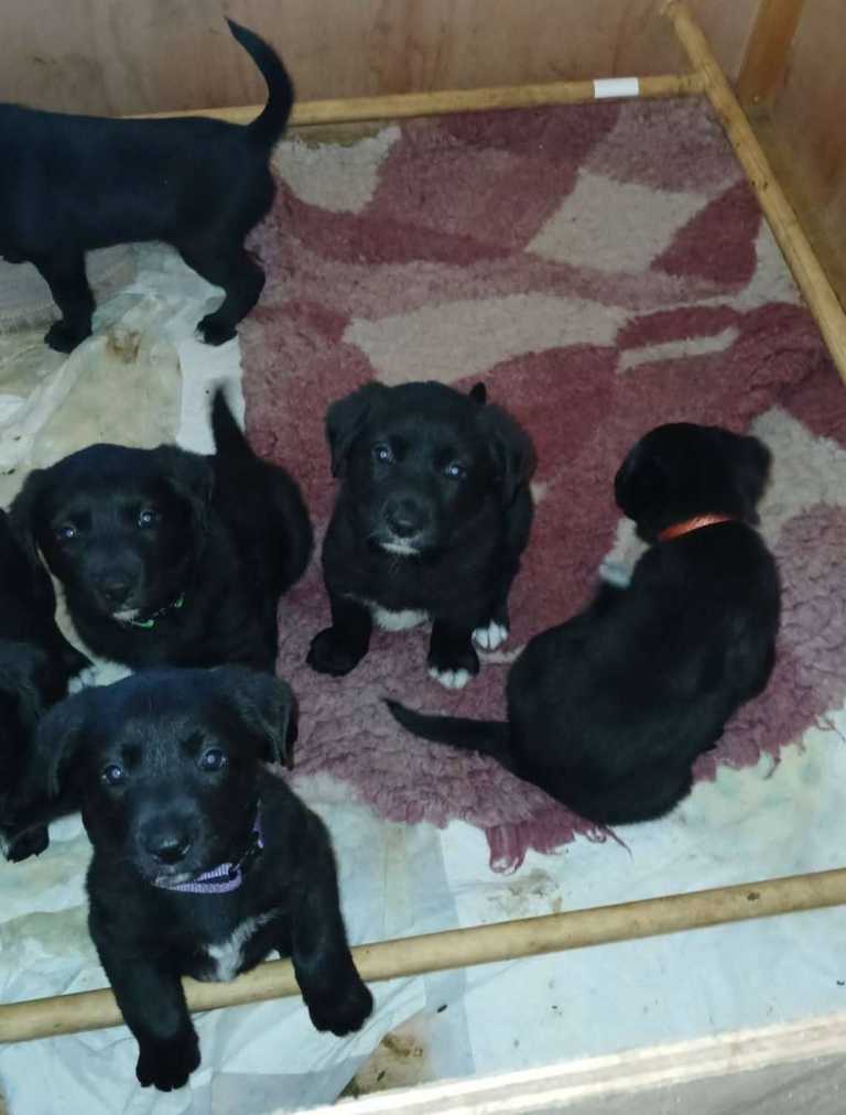 Collie Cross Labrador pups