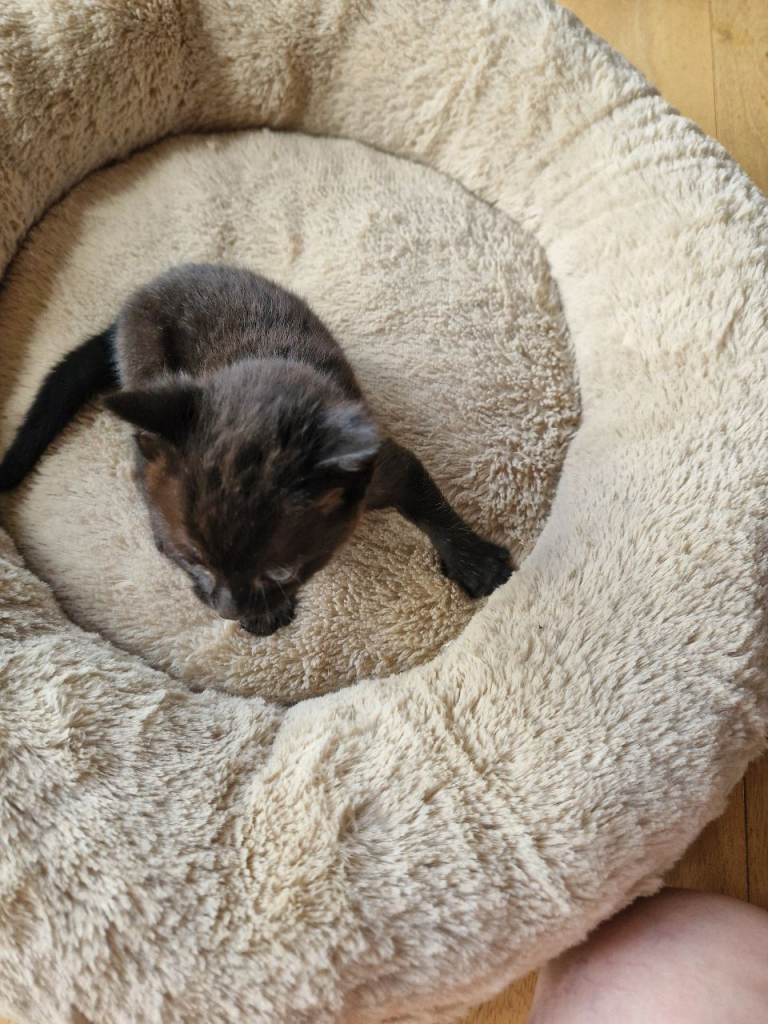 Beautiful Domestic Shorthair Male Kitten