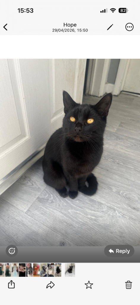 Black male cat