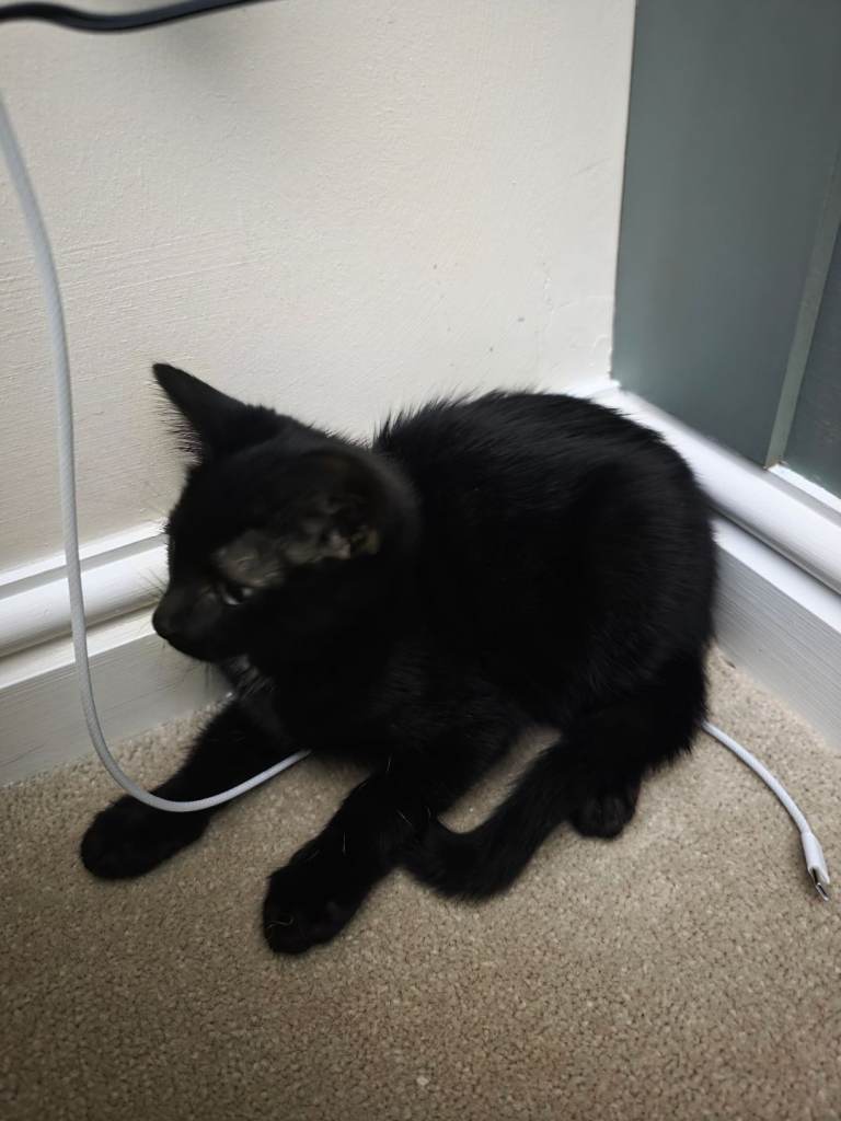 Kitten for sale, 9 weeks 