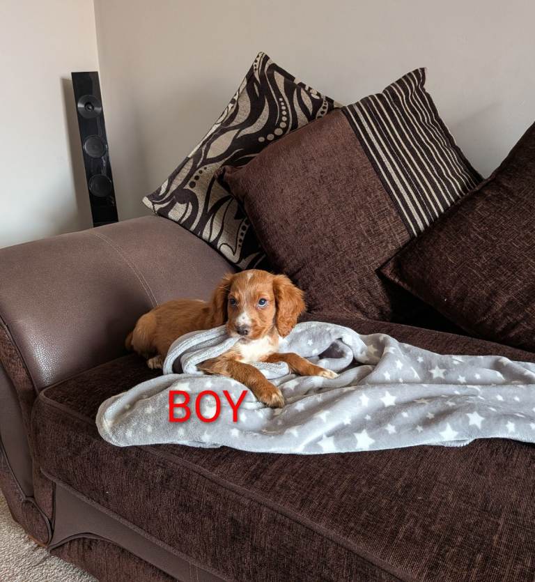 Fox Red Cocker Spaniel Pups