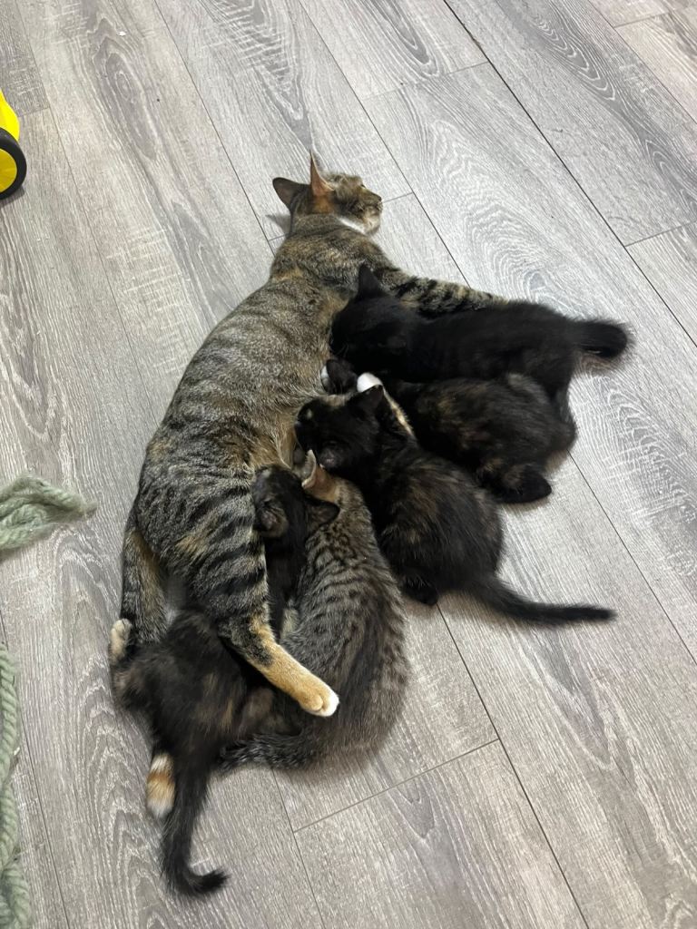 Kittens 🐈‍⬛