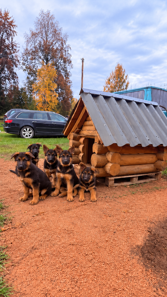 MEDIUM COAT GERMAN SHEPHERD PUPPIES LOOKING FOR LOVING FOREVER HOMES! 🐾 