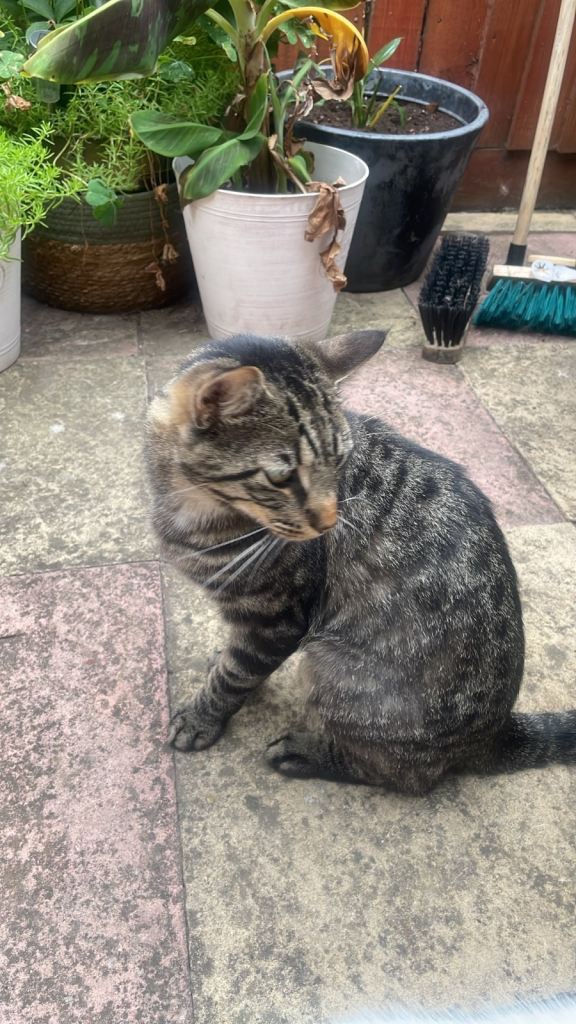 Chico loving 1 year old Cat