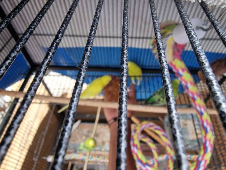 Budgies 4 sales 