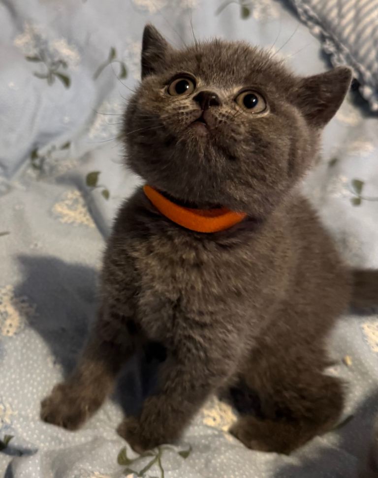 LAST 3 Stunning British shorthair kittens 🐱 