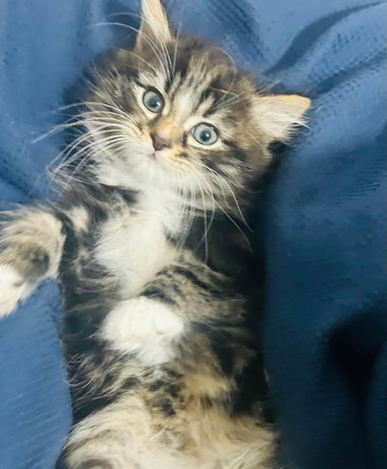 Extremely gorgeous Maine coon kittens ready for loving new homes