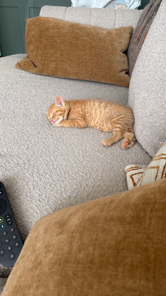 Kitten