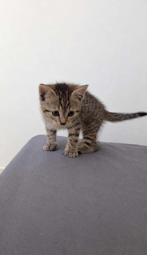 Male kitten 
