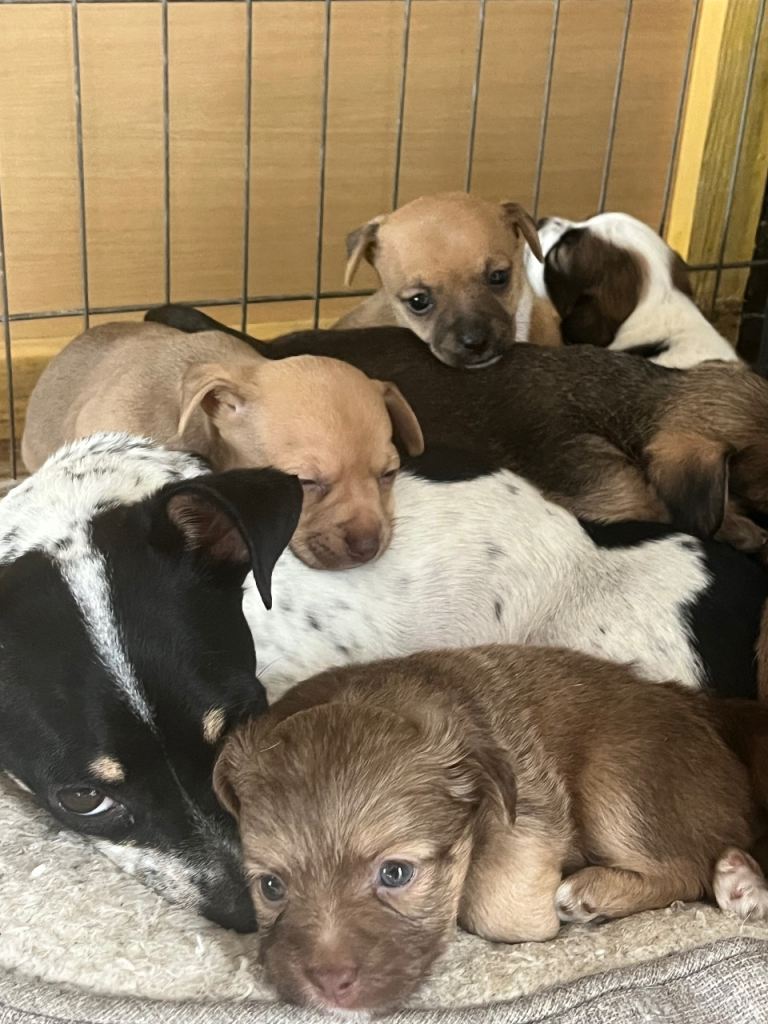 Jack Russell puppies!