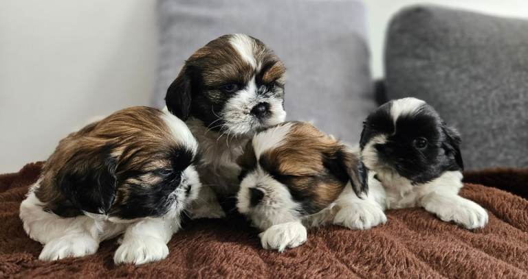 🐾 Beautiful Shih Tzu Puppies Looking for Loving Homes 🐾