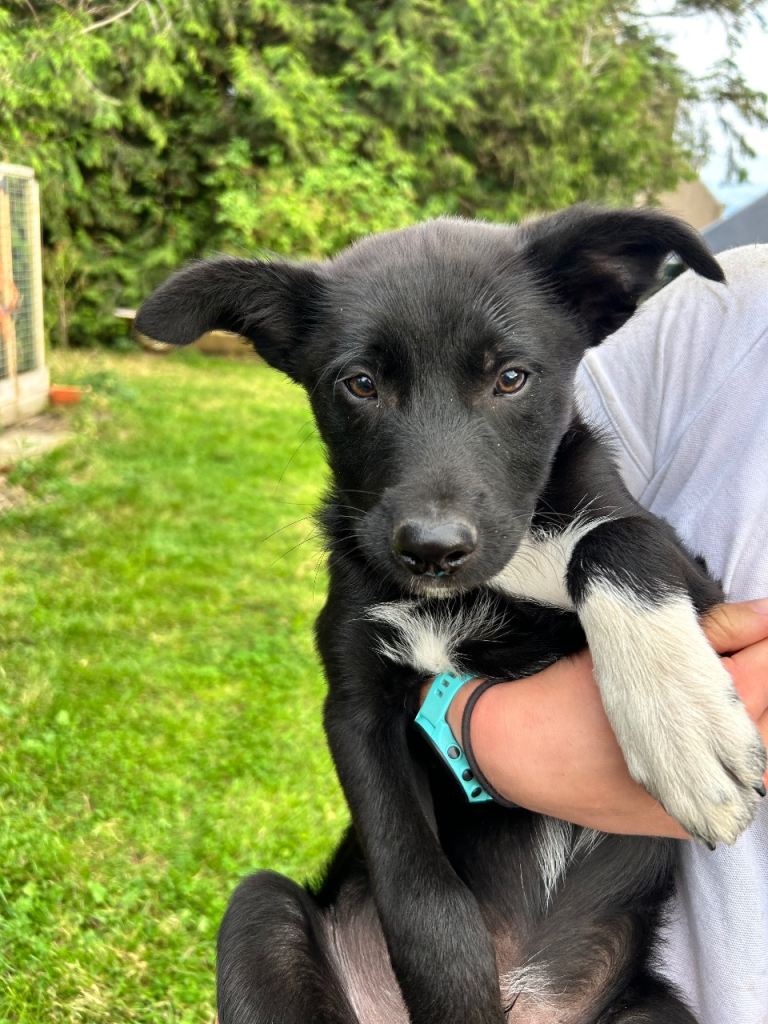 Collie x Kelpie work or active home