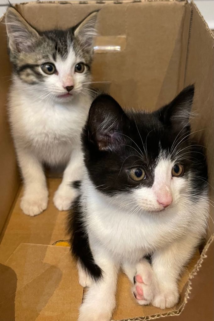 Beautiful kittens looking for a new home