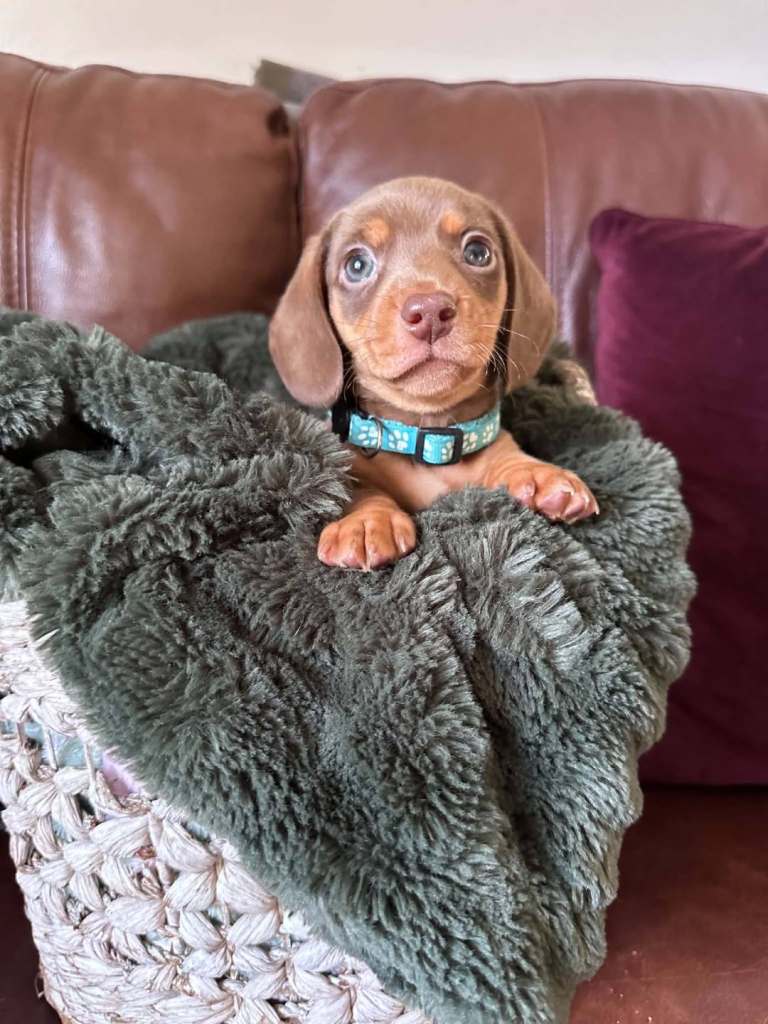 Dachshund puppies