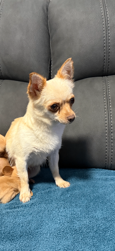 Chihuahua dogs 2 one boy and one girl 