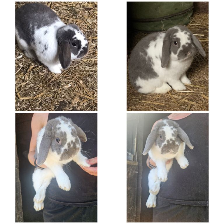 Outstanding, Beautiful Purebred Breeding Mini Lop Buck. Comes With His Hutch & Accessories