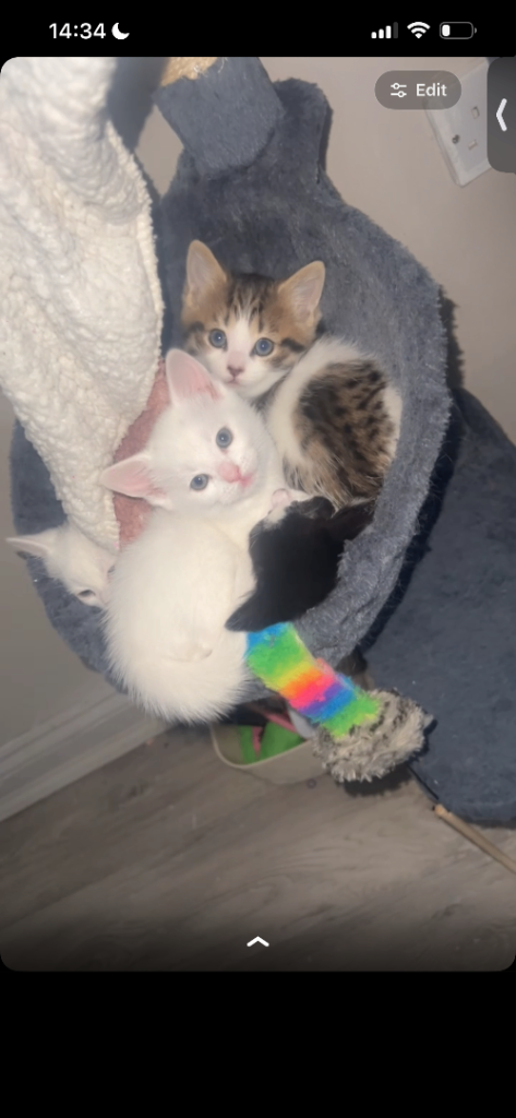 3x kittens available 