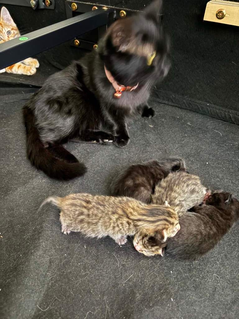 Kittens