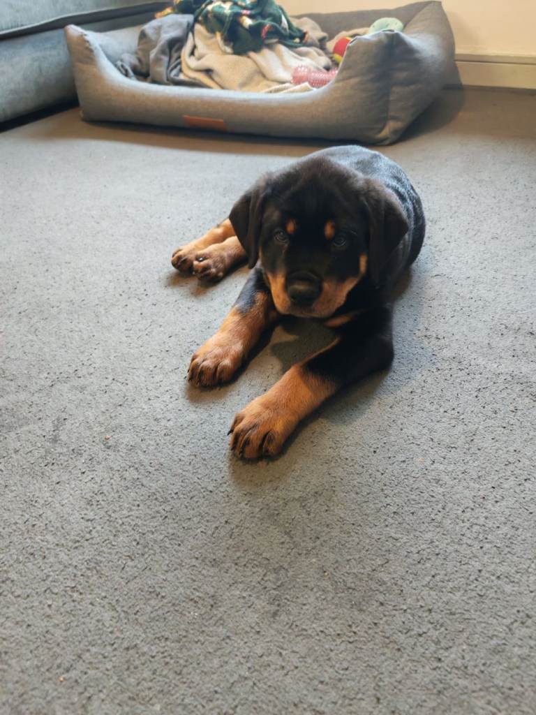 Rottweiler puppy 