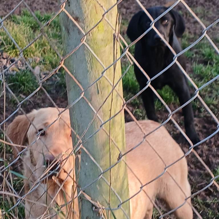 Black Kc LABRADOR RETRIEVER 