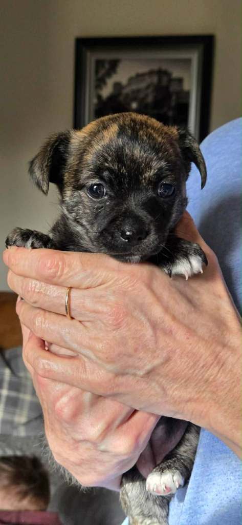 Chihuahua puppies ready 24th March