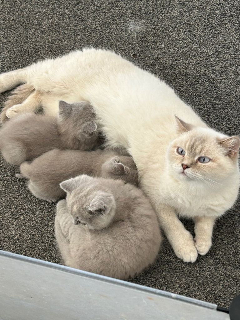 British shorthair kittens 