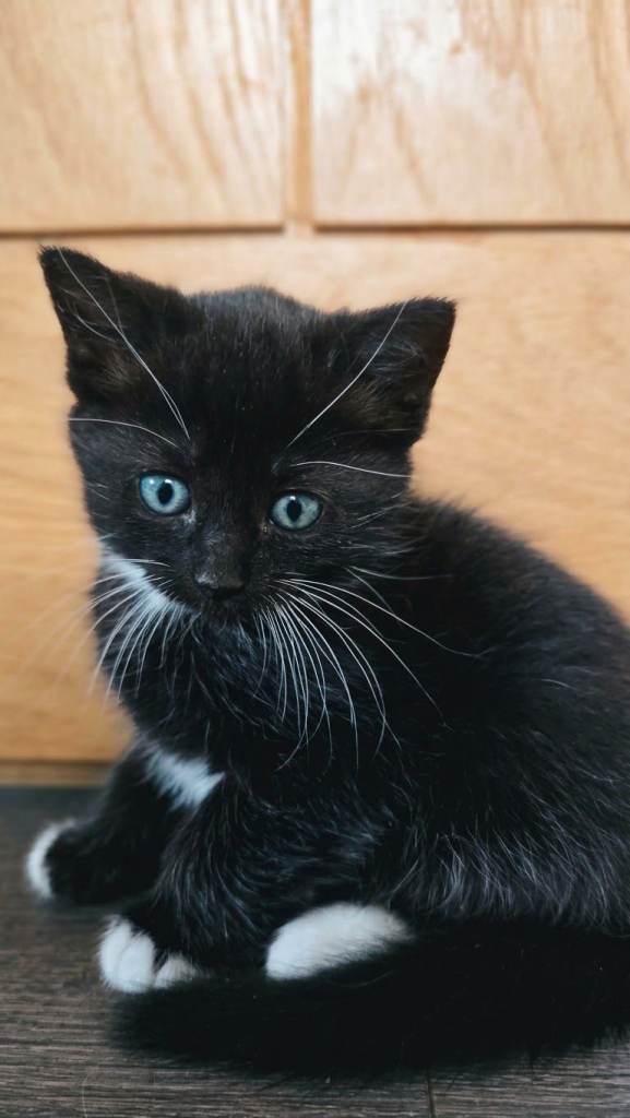 Stunning Ragdoll Cross Kittens 4 Girls & 2 Boys