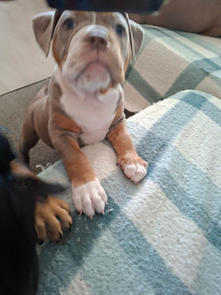 Old tyme bulldog puppies