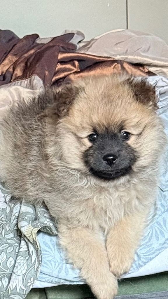Pomeranian puppies available from 1/08