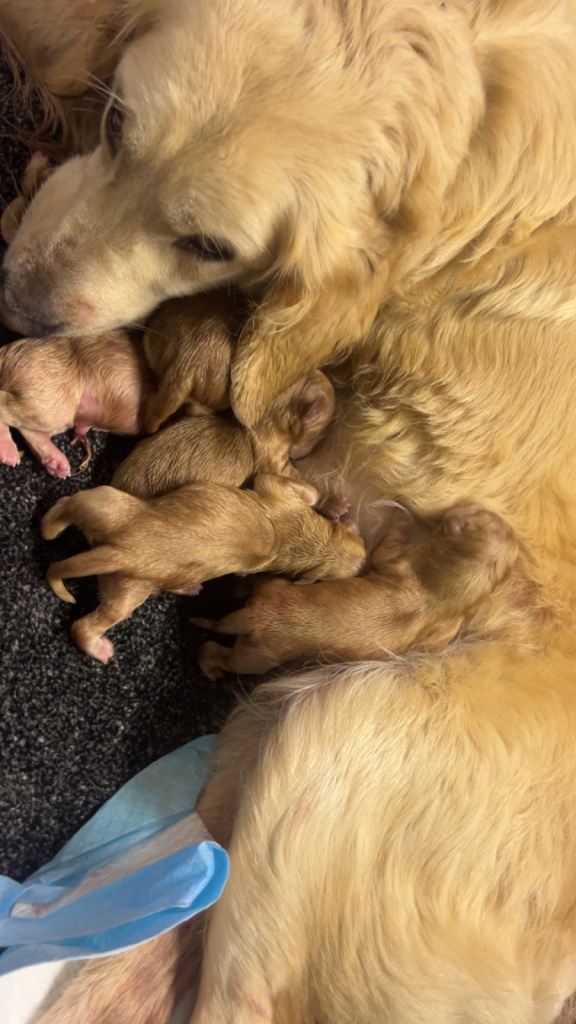 F1 goldendoodles for sale