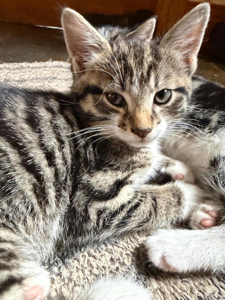 Gorgeous Kittens 