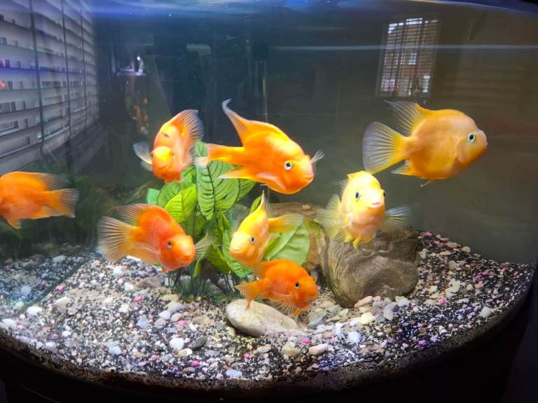 Parrot fish 
