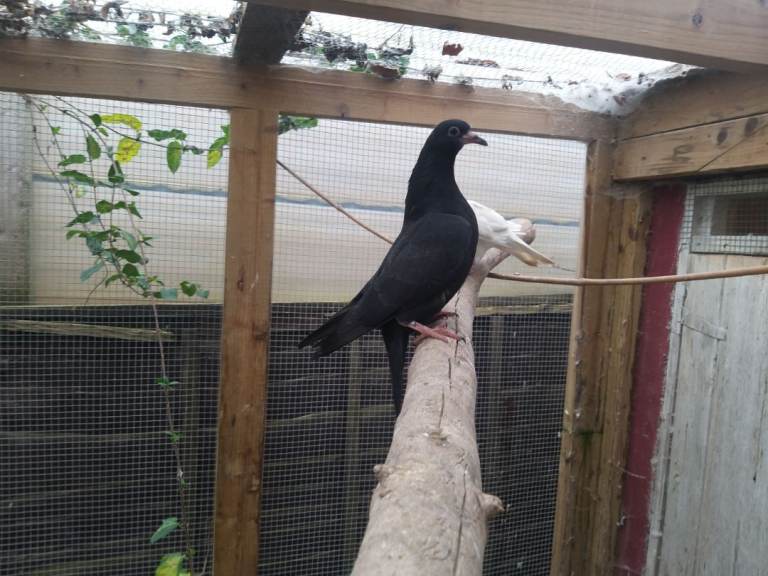 Young pigeons for sale 