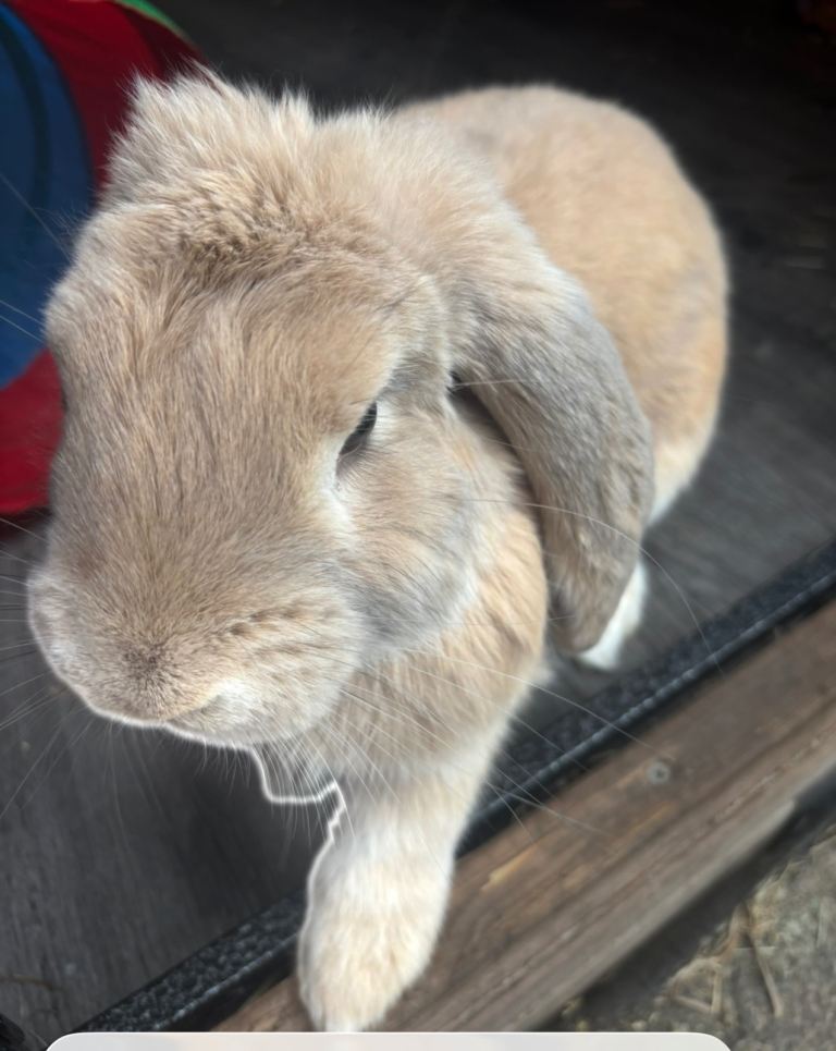 14 month french lop 
