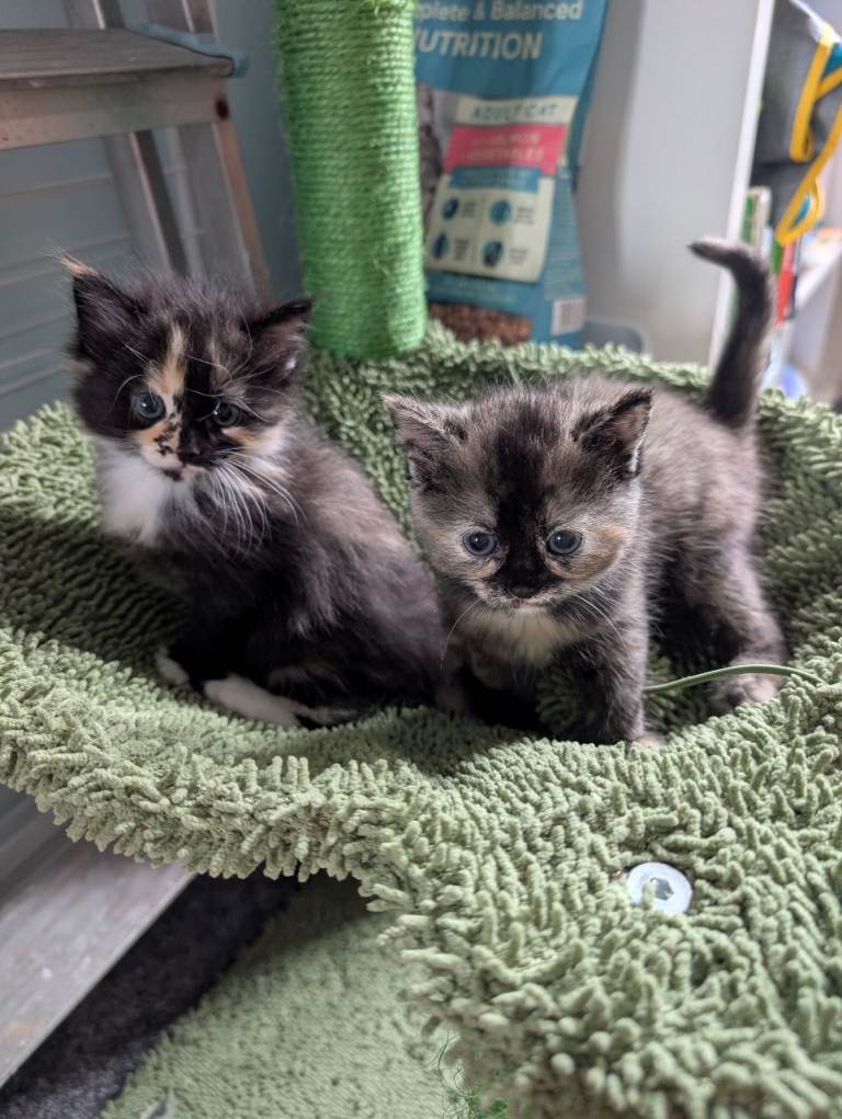 Two beautiful kittens 