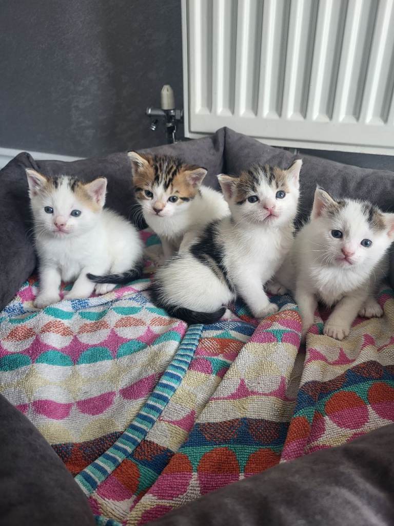 4 adorable kittens looking for their home