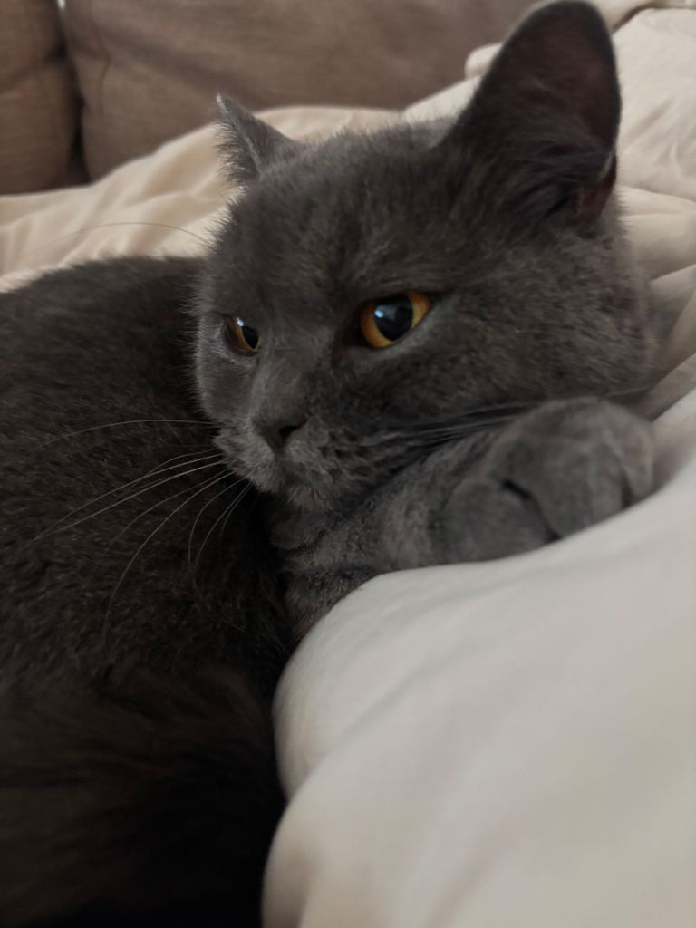 British shorthair girl 